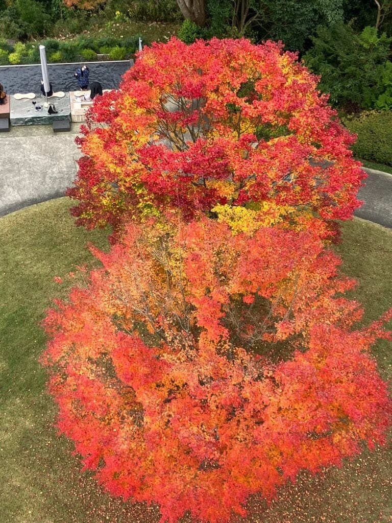 Japanese maple tree in peak autumn color viewed from above at Hakone Open Air Museum